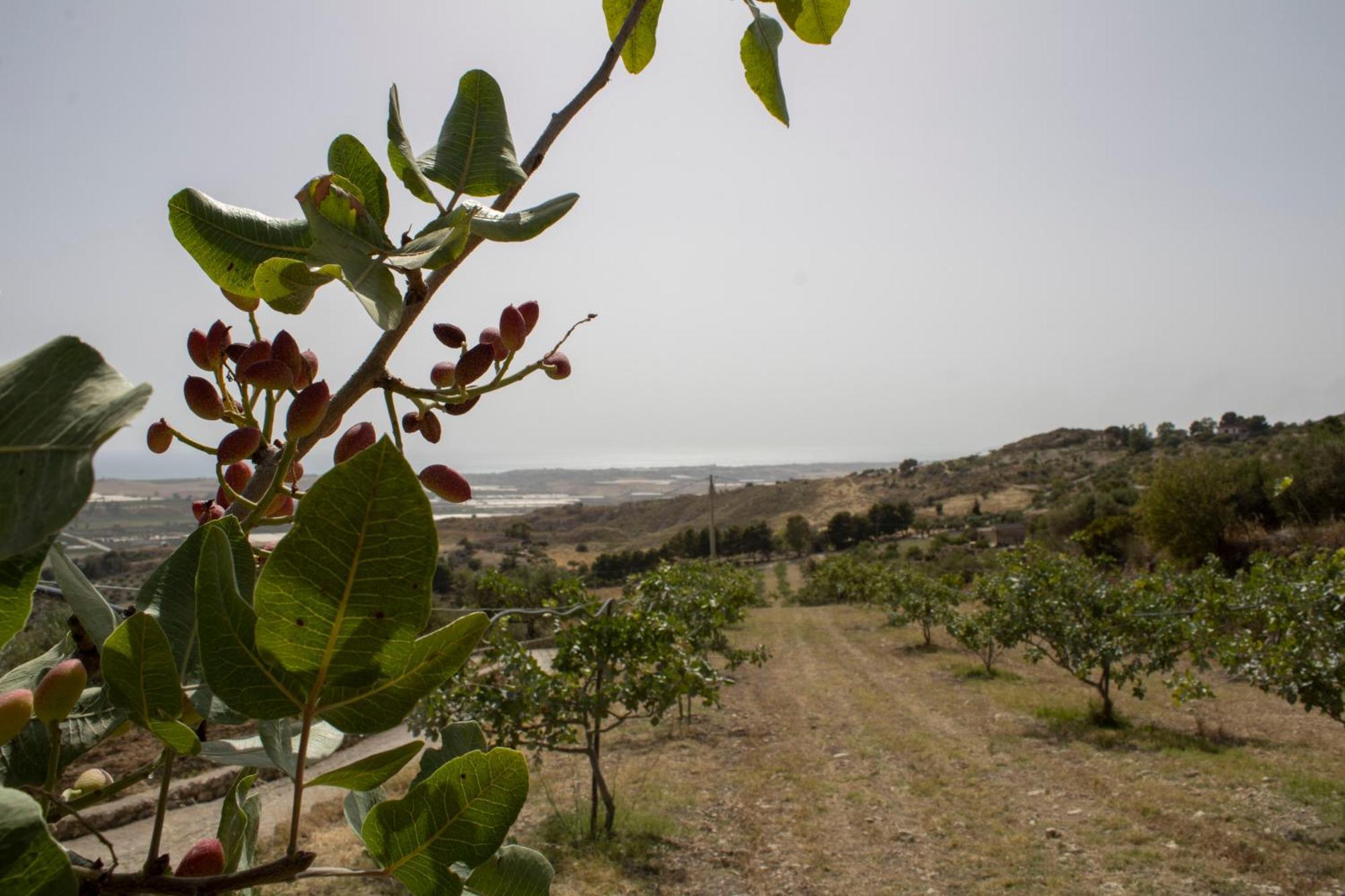 Agriturismo Bellajo - Ville Rustiche Con Piscina Agrigento Luaran gambar